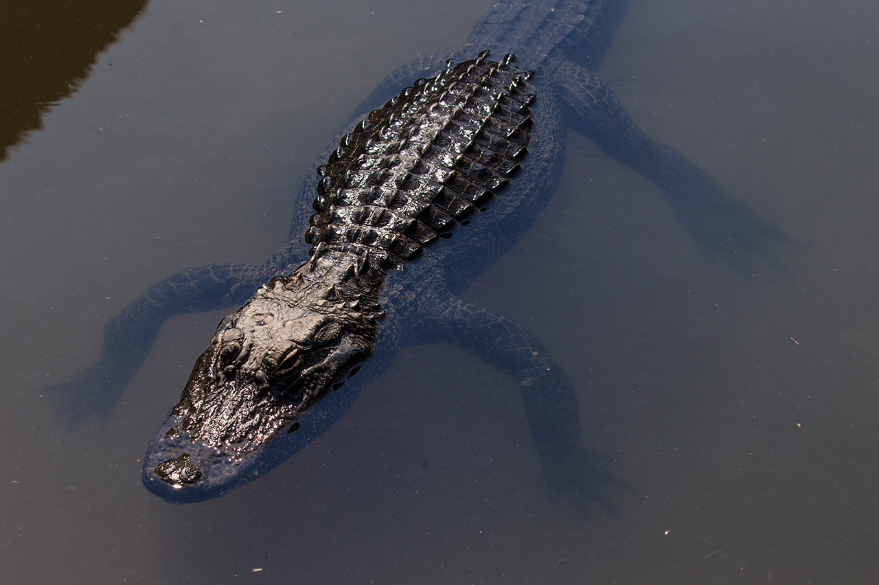 Gatorland Bechtolds 2016_0003_web