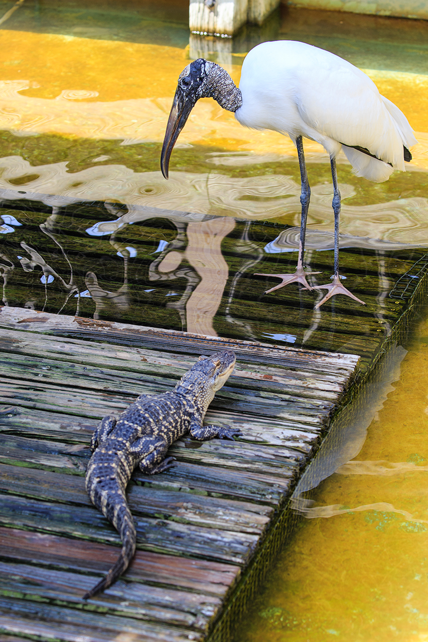 Gatorland Bechtolds 2016_0004_web