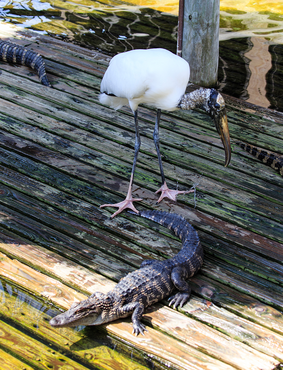 Gatorland Bechtolds 2016_0005_web