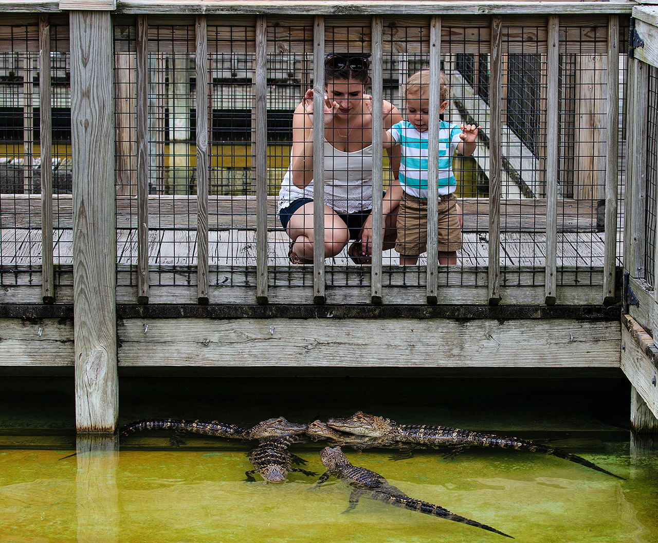 Gatorland Bechtolds 2016_0027_web