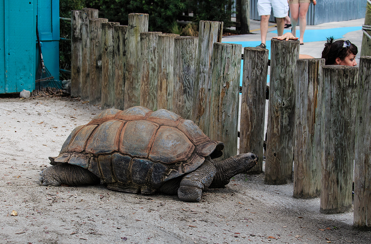 Gatorland Bechtolds 2016_0032_web