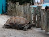 Gatorland Bechtolds 2016_0032_web